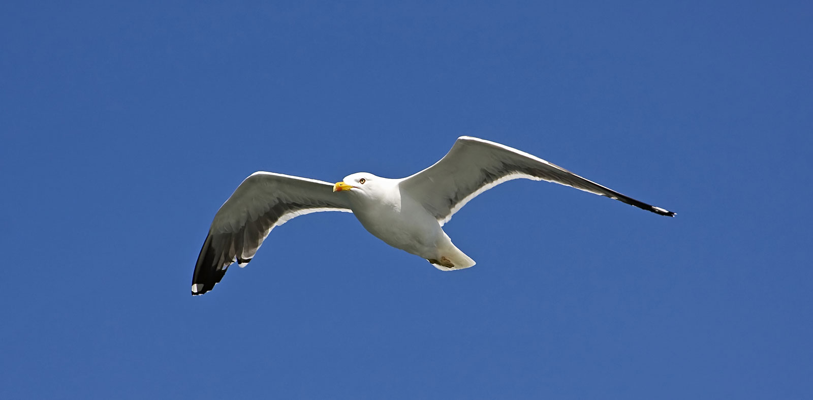 seagull-free-stock-photo-public-domain-pictures