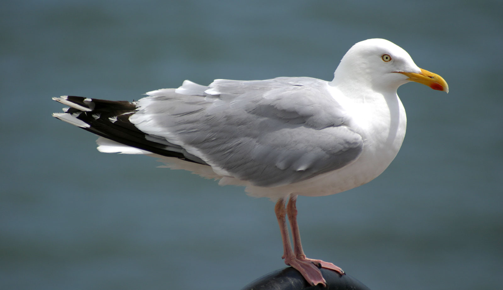 Symbolic Meaning Of Seagulls On Whats Your Sign