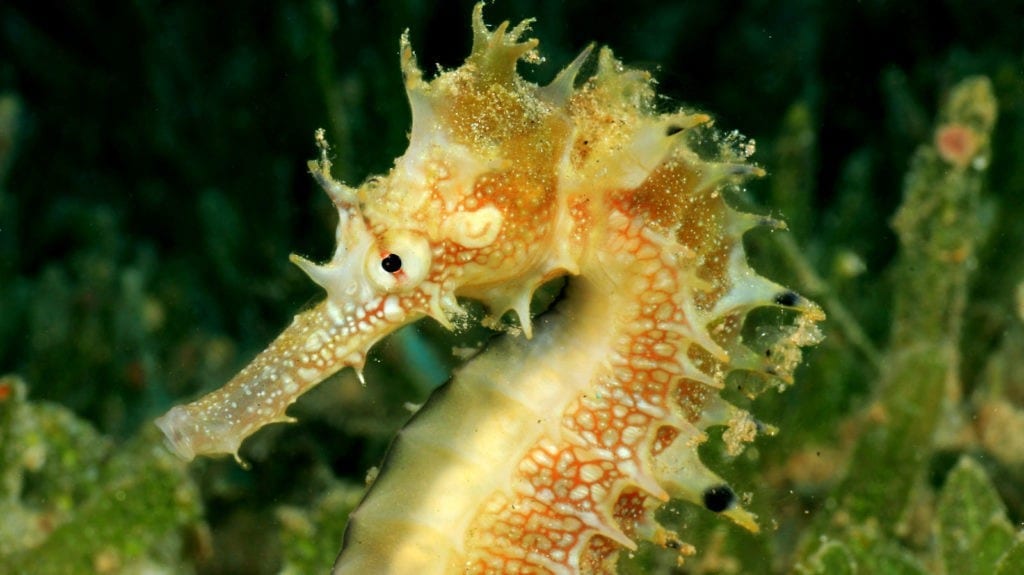 symbolic-meaning-of-the-seahorse-on-whats-your-sign-by-avia