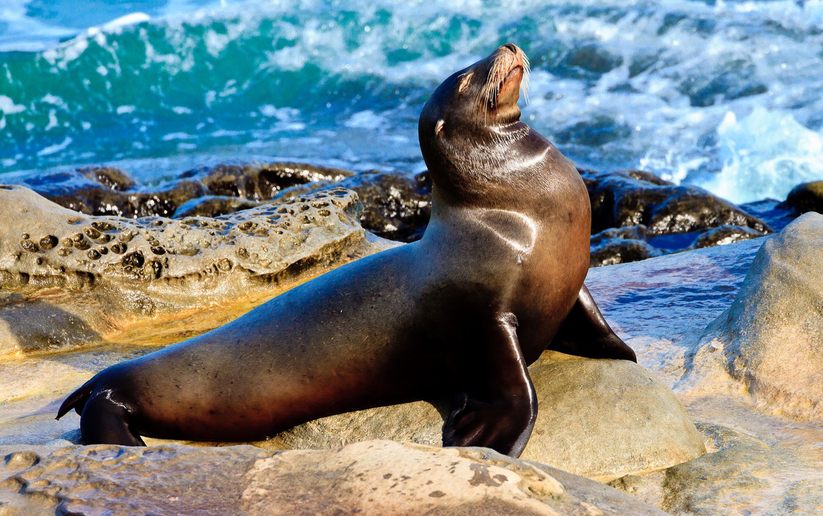 Symbolic Meaning Of Seals And Sea Lions Whats Your Sign Com