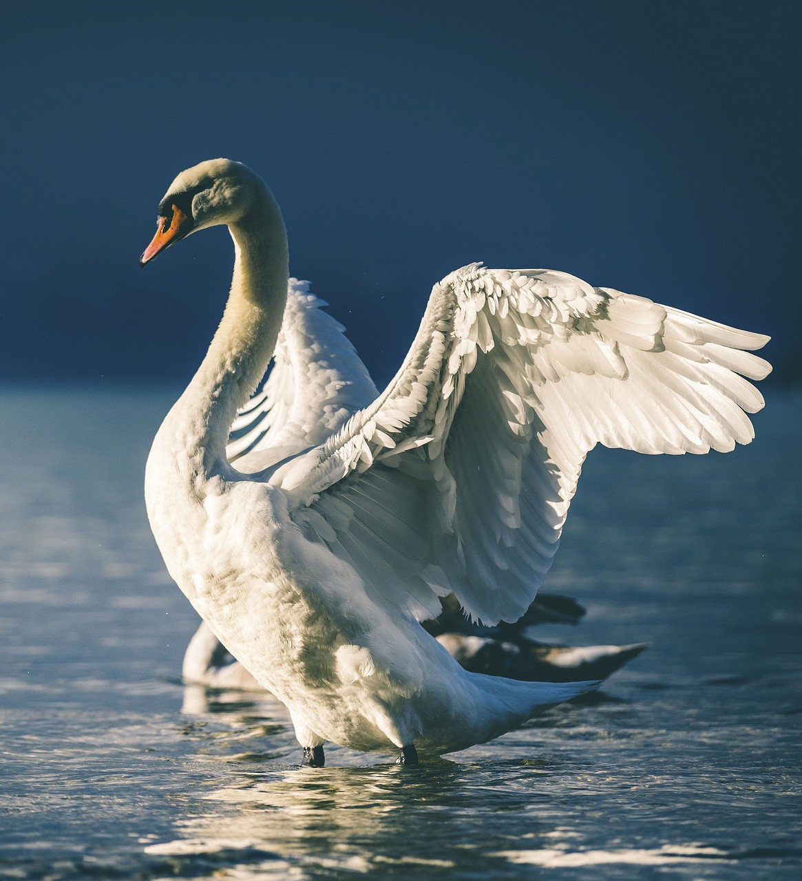 Swan Meaning And Swan Symbolism On Whats Your Sign