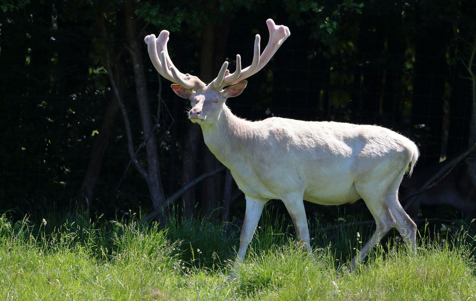 Symbolic Meaning of the White Buck on What-Your-Sign