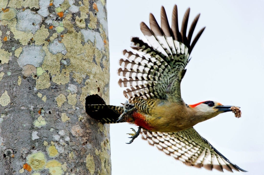 symbolic-meaning-of-the-woodpecker-on-whats-your-sign