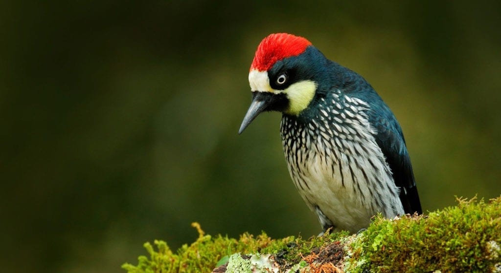 symbolic-meaning-of-the-woodpecker-on-whats-your-sign