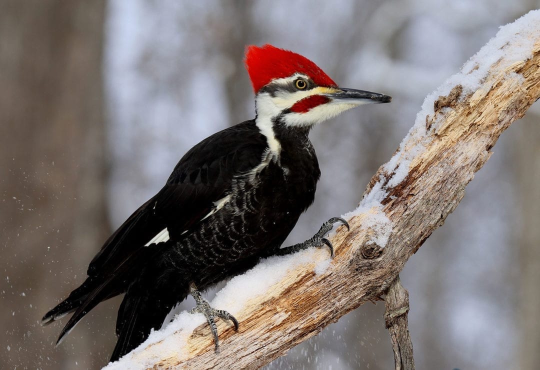 woodpecker spiritual meaning