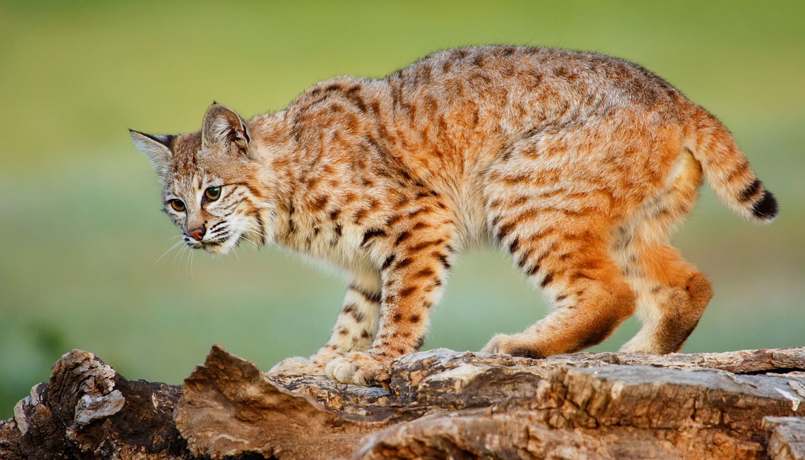 Bobcat Animal Totem Meanings On Whats Your Sign