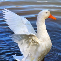 Celtic animal goose meaning - Whats-Your-Sign.com