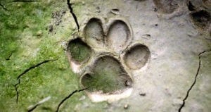 Identifying Animal Tracks And Their Meaning on Whats-Your-Sign.com