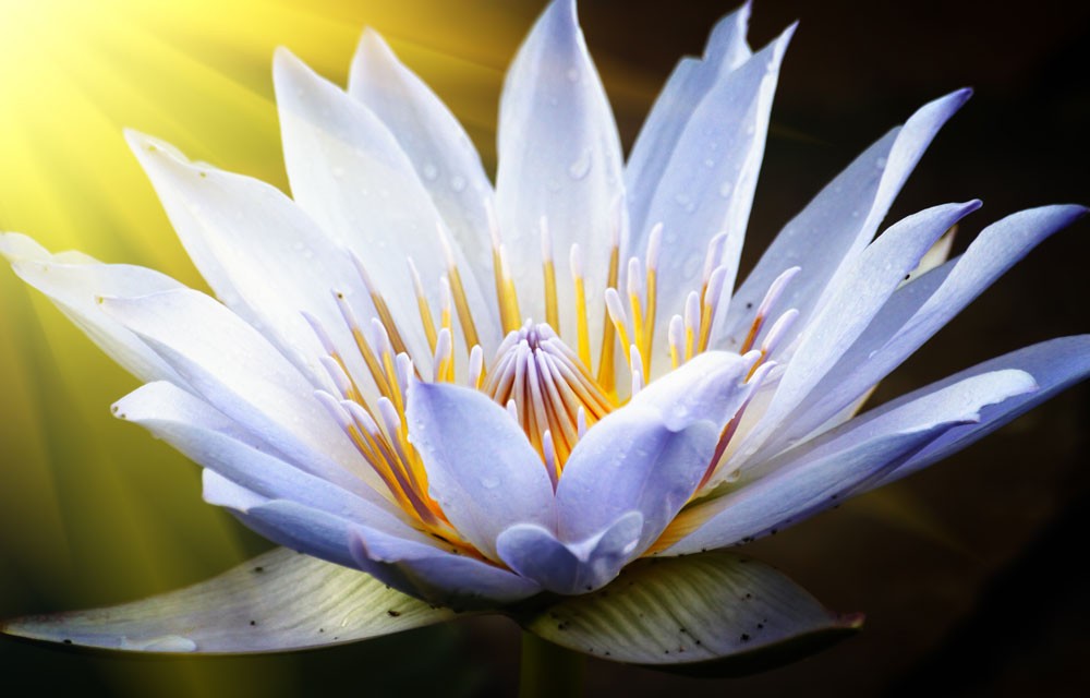 lotus meaning