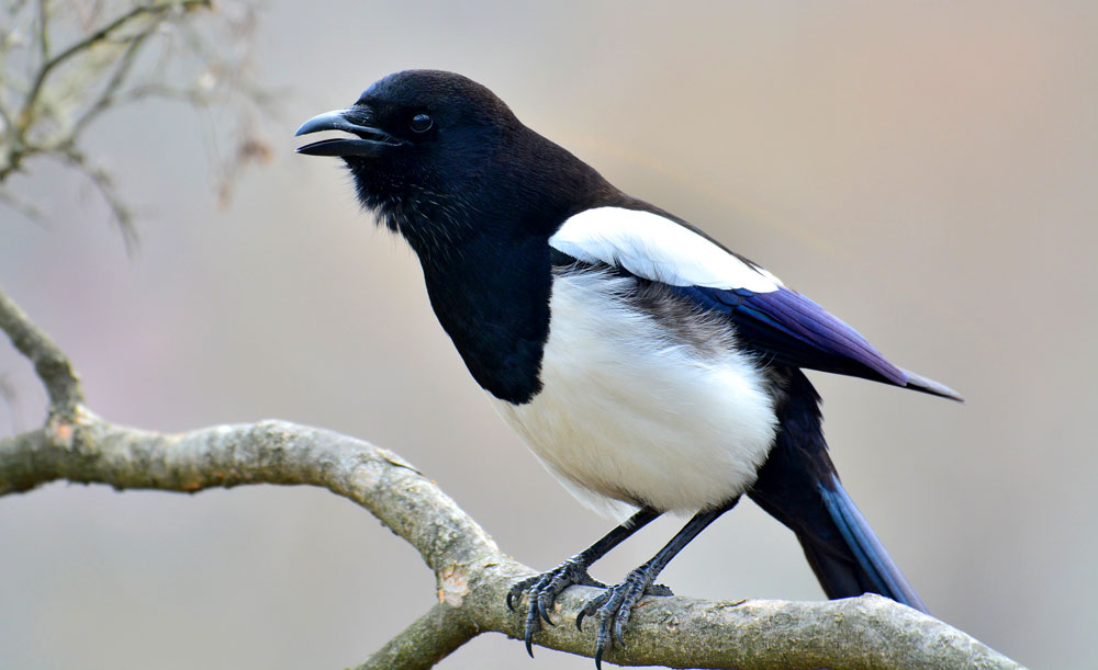 Symbolic Magpie Meaning On Whats Your Sign