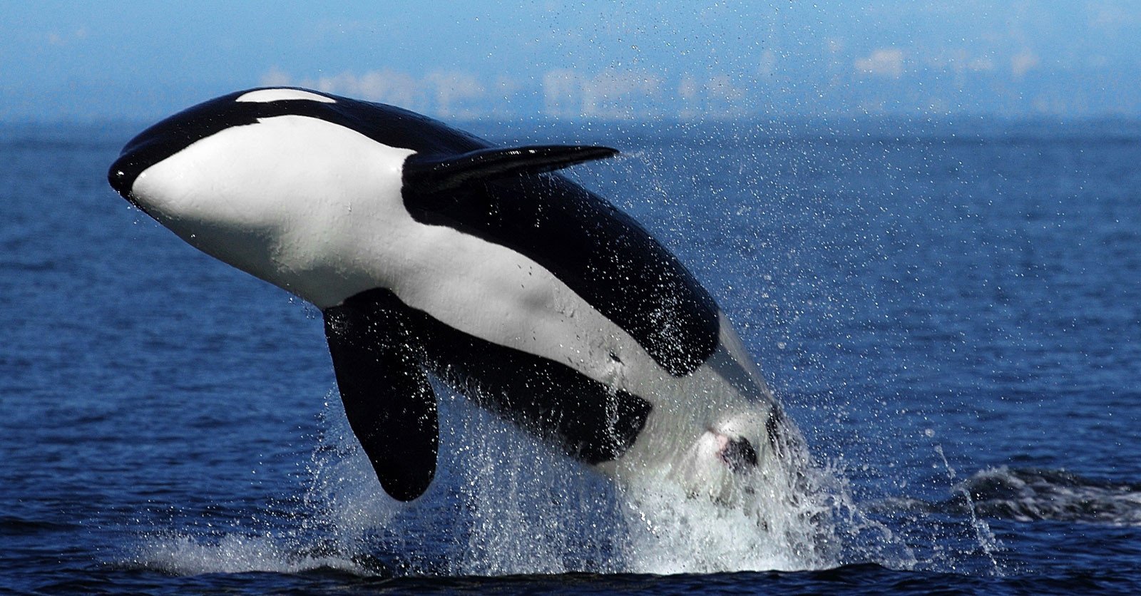 Symbolic Orca Whale Meaning On Whats Your Sign