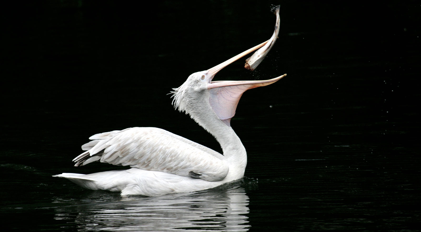 Symbolic Pelican Meaning And Pelican Totem On Whats Your Sign