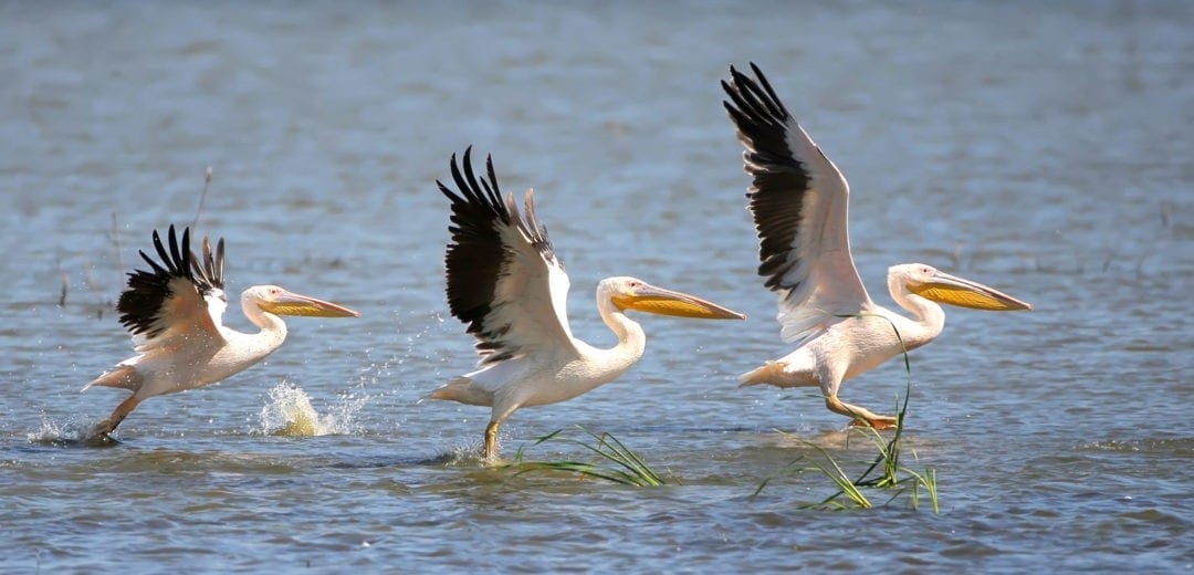 Pelican Meaning In Urdu