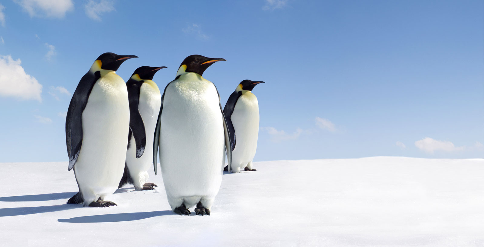 Symbolic Penguin Facts And Penguin Meaning On Whats Your Sign