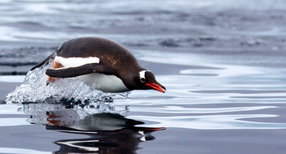 symbolic-penguin-facts-and-penguin-meaning-on-whats-your-sign