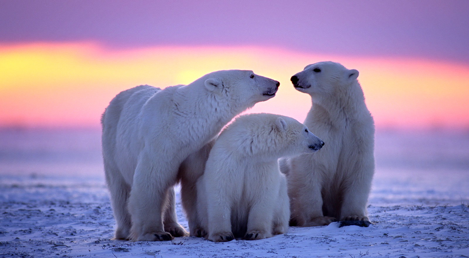 symbolic-polar-bear-facts-and-polar-bear-meaning-on-whats-your-sign