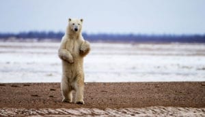 symbolic polar bear meaning and polar bear totem