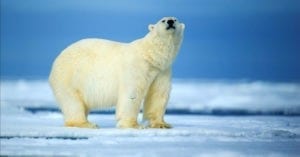 Symbolic Polar Bear Facts and Polar Bear Meaning on Whats-Your-Sign