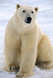 Symbolic Polar Bear Facts and Polar Bear Meaning on Whats-Your-Sign