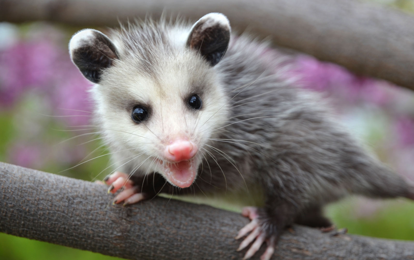 the-spiritual-meaning-of-seeing-a-possum-cross-your-path-awakening-state