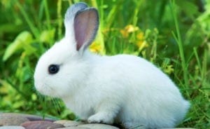 Symbolic Rabbit Meanings and Rabbit Totem on Whats-Your-Sign