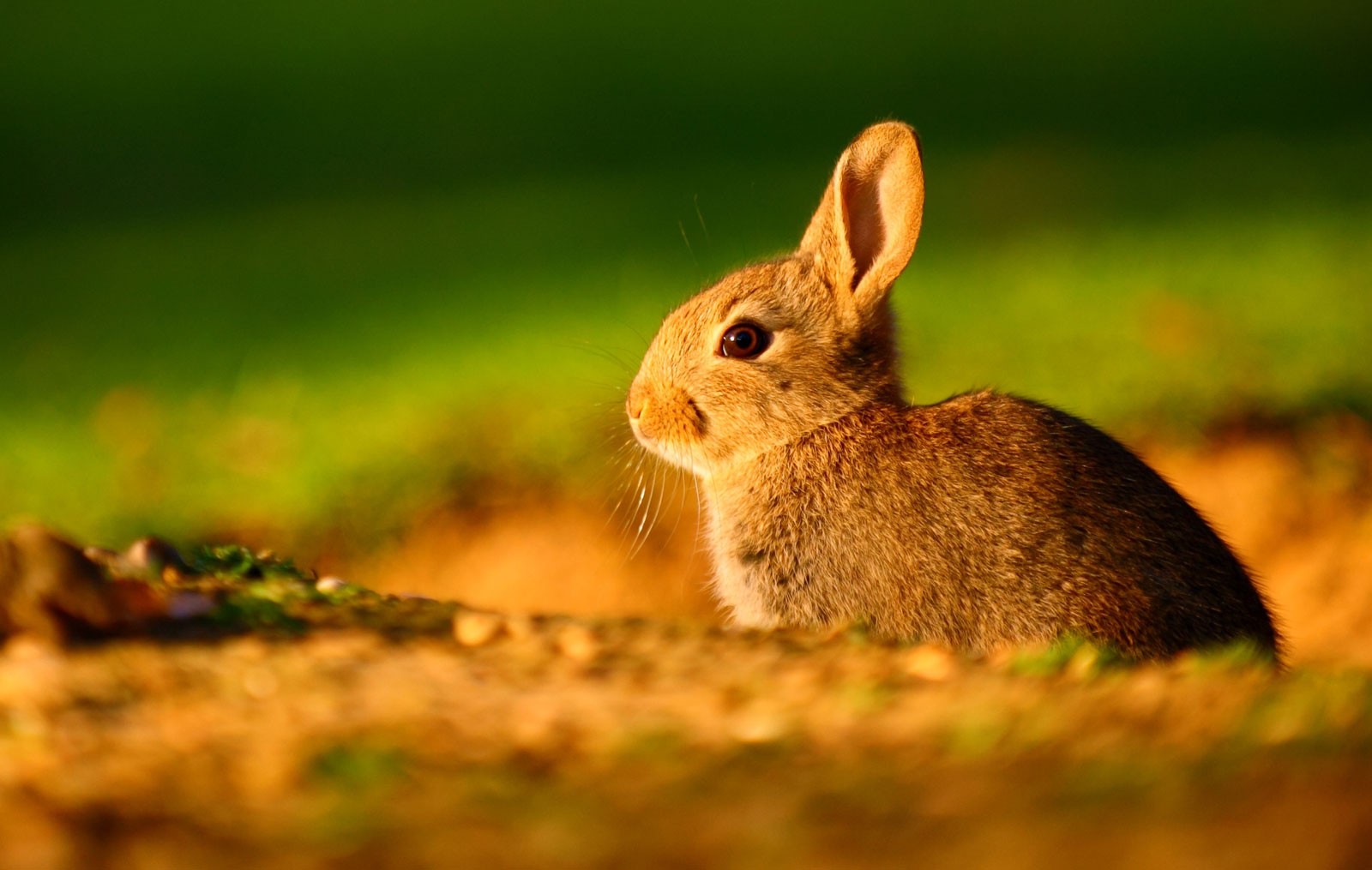 Symbolic Rabbit Meanings and Rabbit Totem on WhatsYourSign