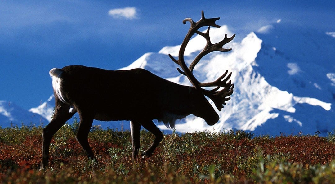 Symbolic Reindeer Meaning and Totem on Whats-Your-Sign