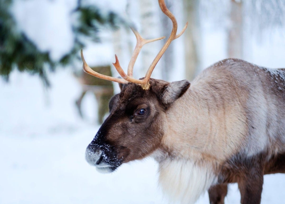 Symbolic Reindeer Meaning and Totem on Whats-Your-Sign