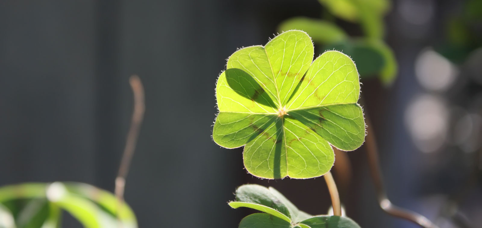 the-real-meaning-behind-the-shamrock-in-2021-shamrock-meaning