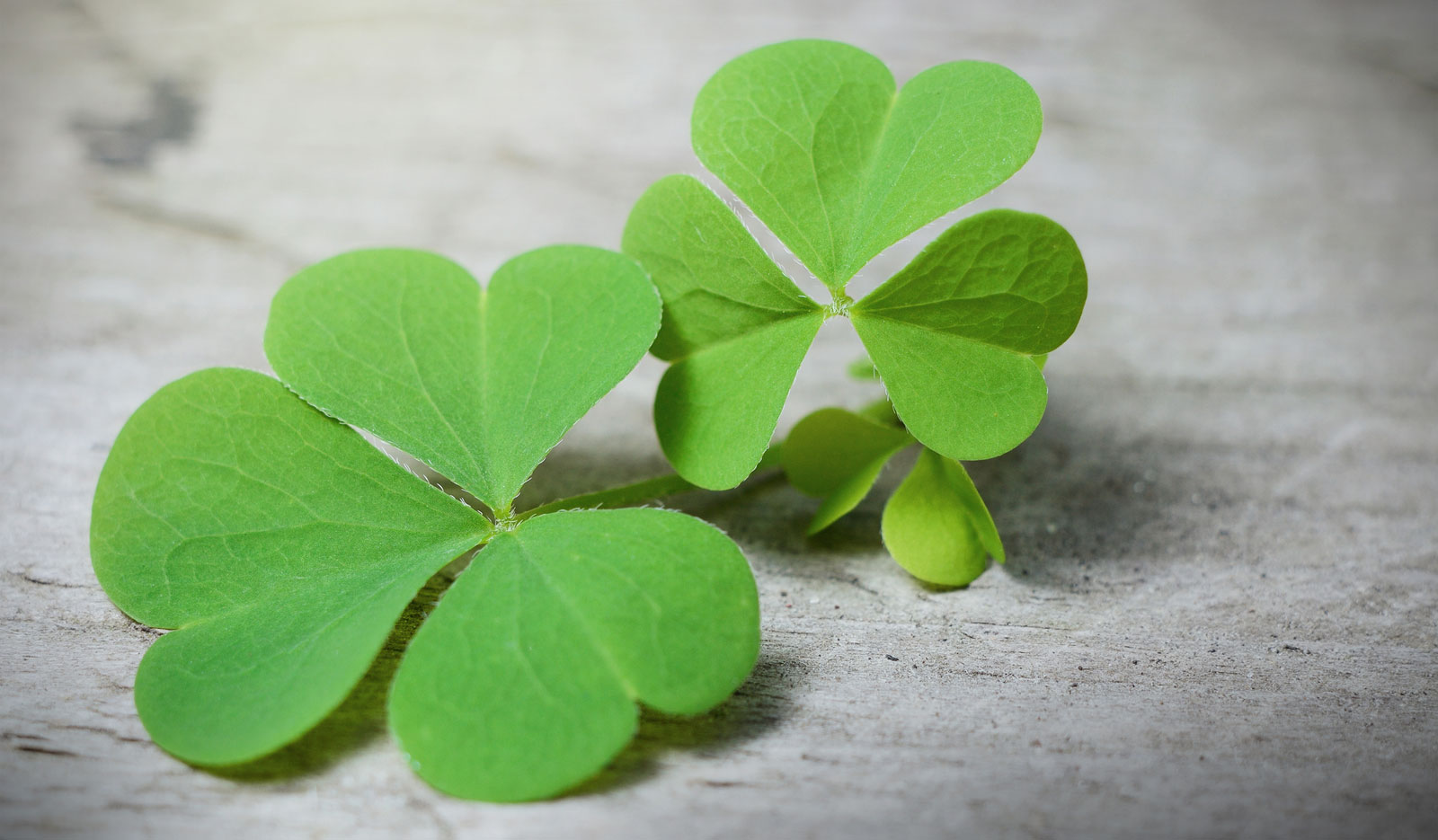 Symbolic Shamrock Meaning On Whats Your Sign