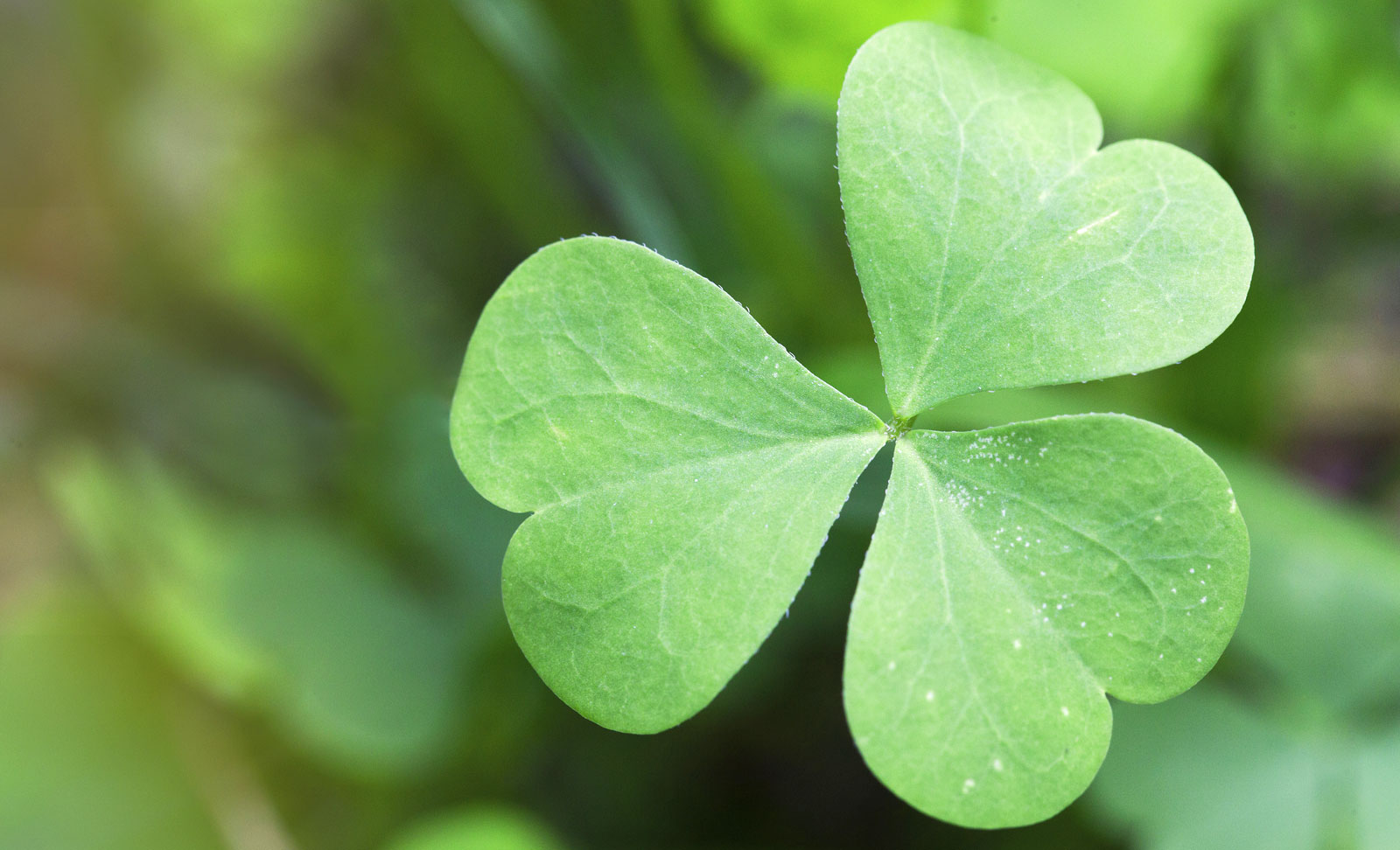 Symbolic Shamrock Meaning On Whats Your Sign