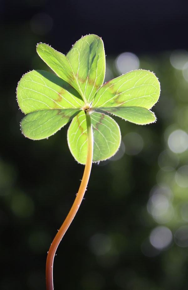 Symbolic Shamrock Meaning On Whats Your Sign