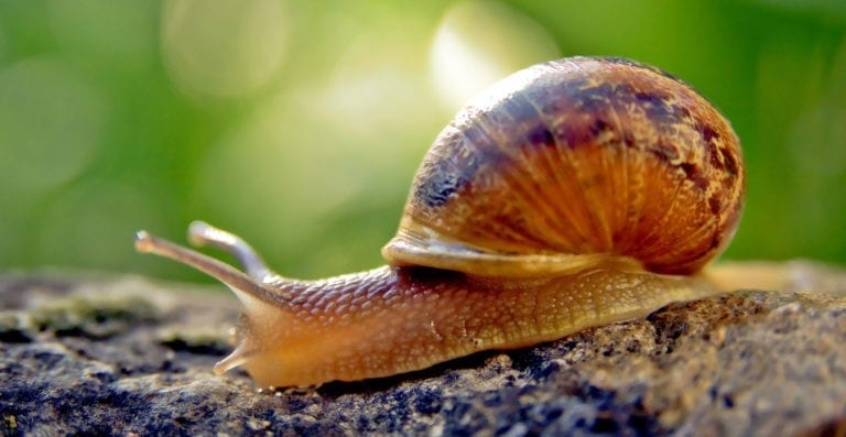 Symbolic Snail Meaning and Understanding Snails on Whats-Your-Sign