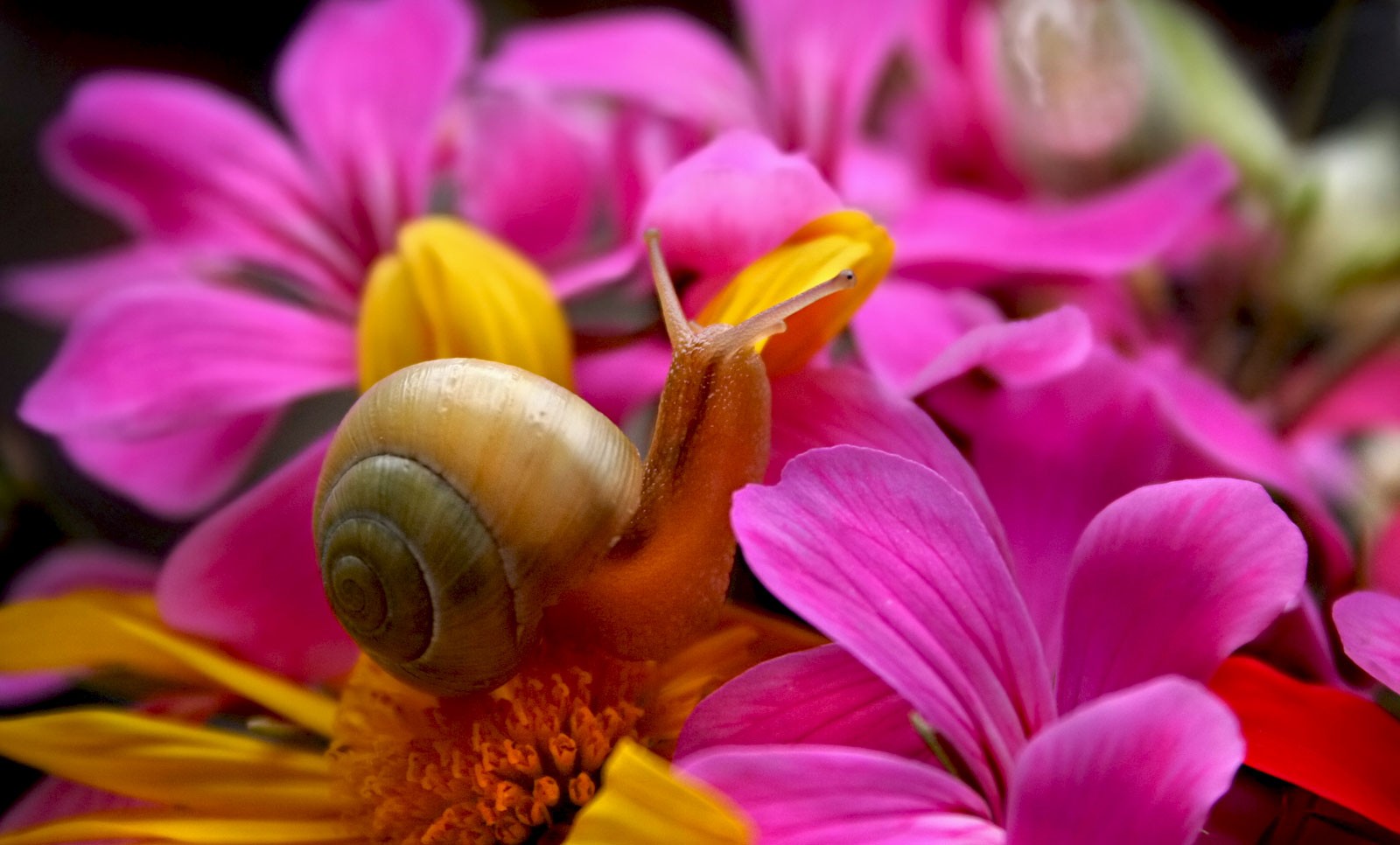 symbolic-snail-meaning-and-understanding-snails-on-whats-your-sign