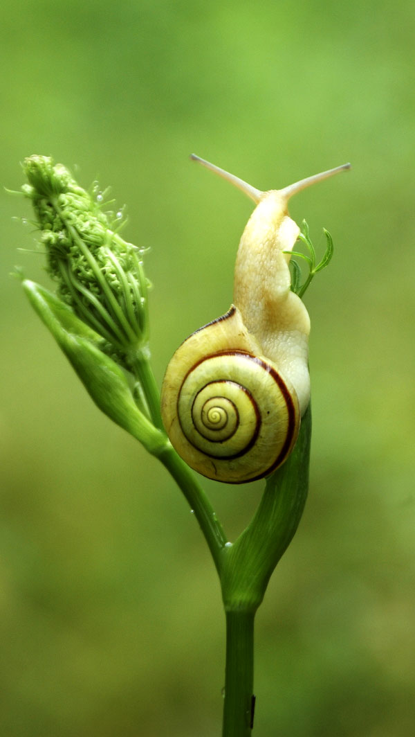 Symbolic Snail Meaning and Understanding Snails on WhatsYourSign