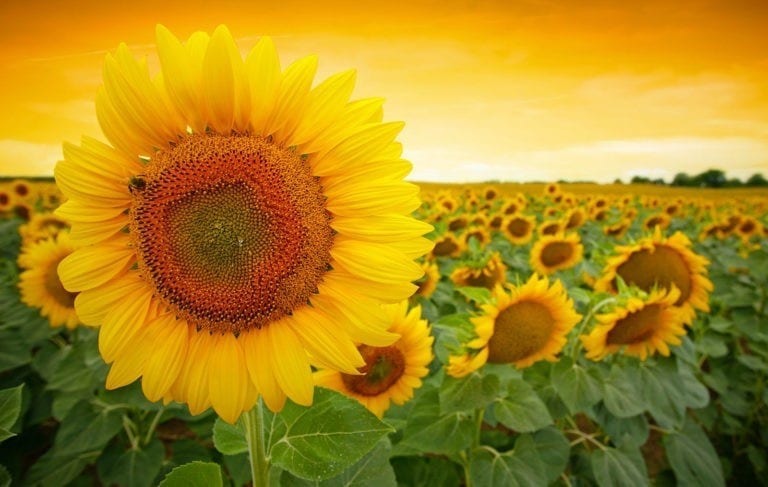 Symbolic Sunflower Meaning and Sunflower Insight on Whats-Your-Sign