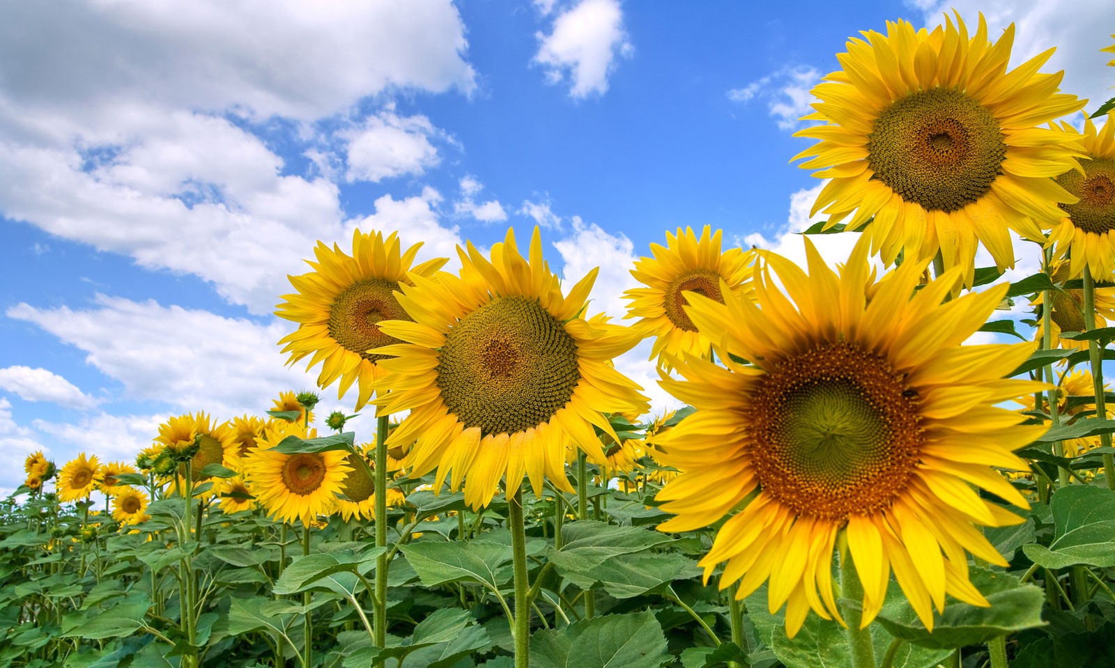 Symbolic Sunflower Meaning And Sunflower Insight On Whats Your Sign