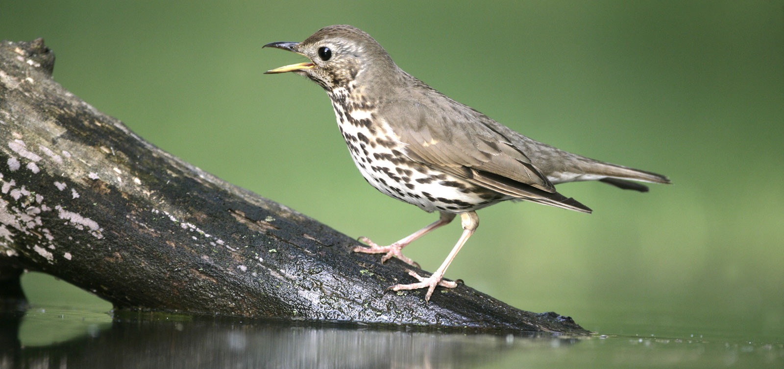 Thrush Bird Symbolism And Thrush Meaning On Whats Your Sign