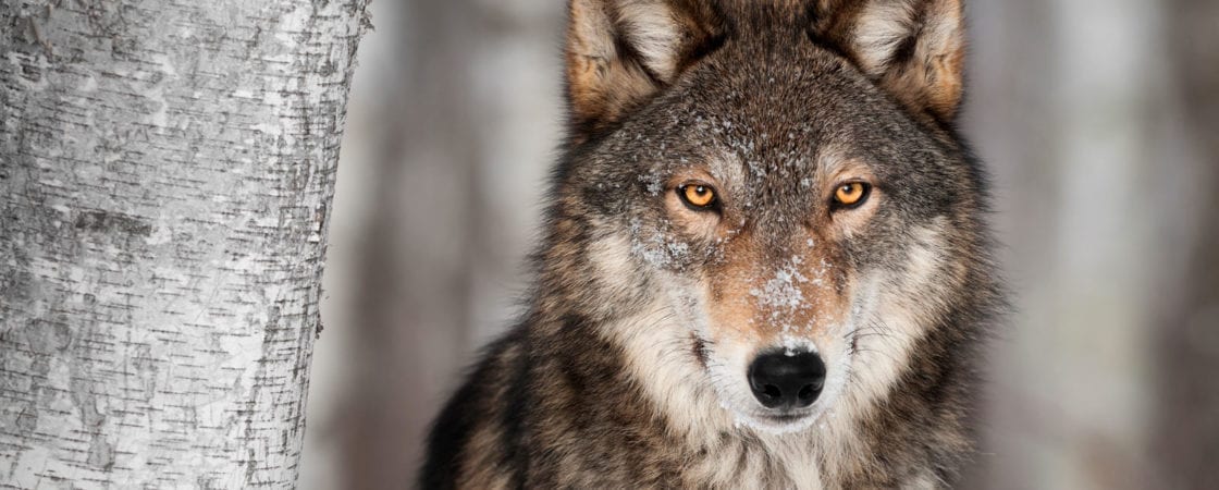 totem wolf symbols