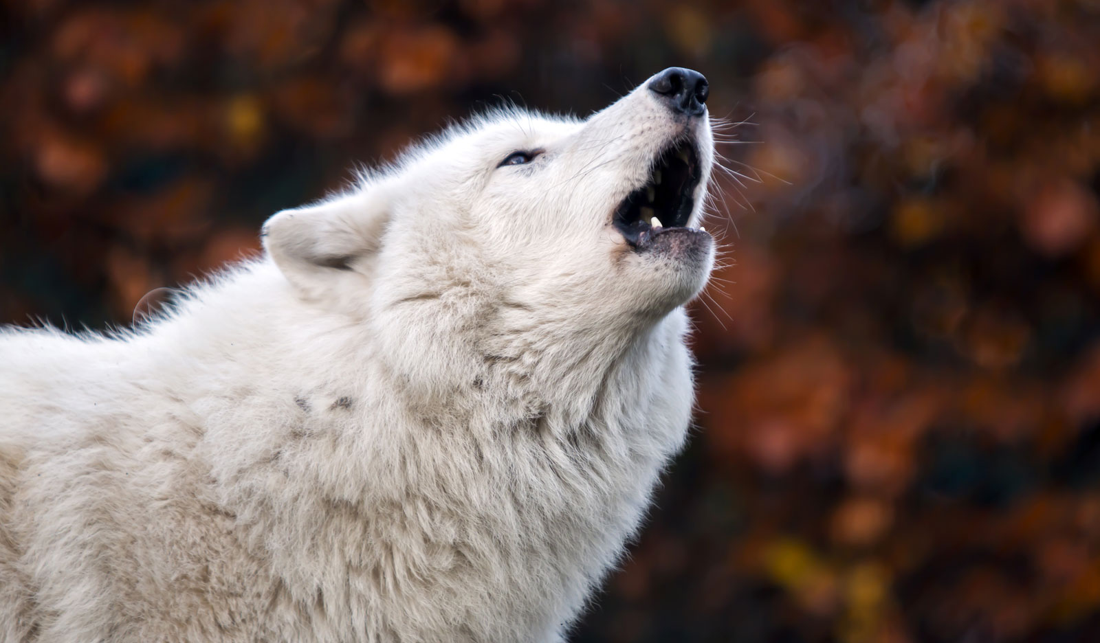 white wolf symbolism