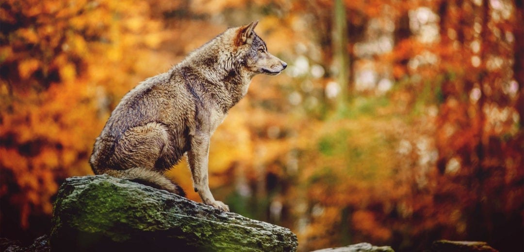 Wolf Totem Meaning and Symbolism on Whats-Your-Sign