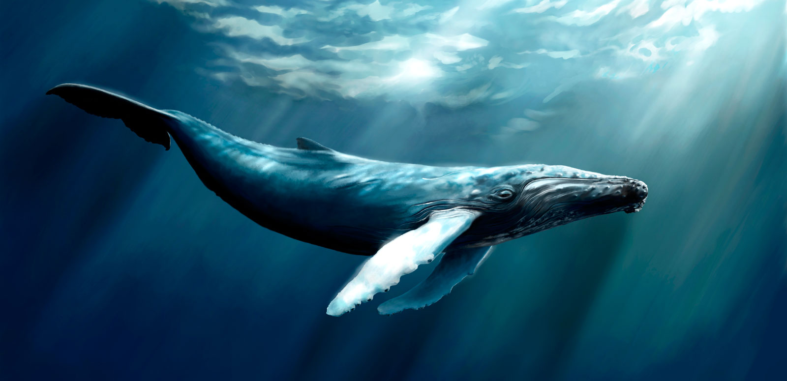 Whale Totem Meaning And Whale Symbolism On Whats Your Sign