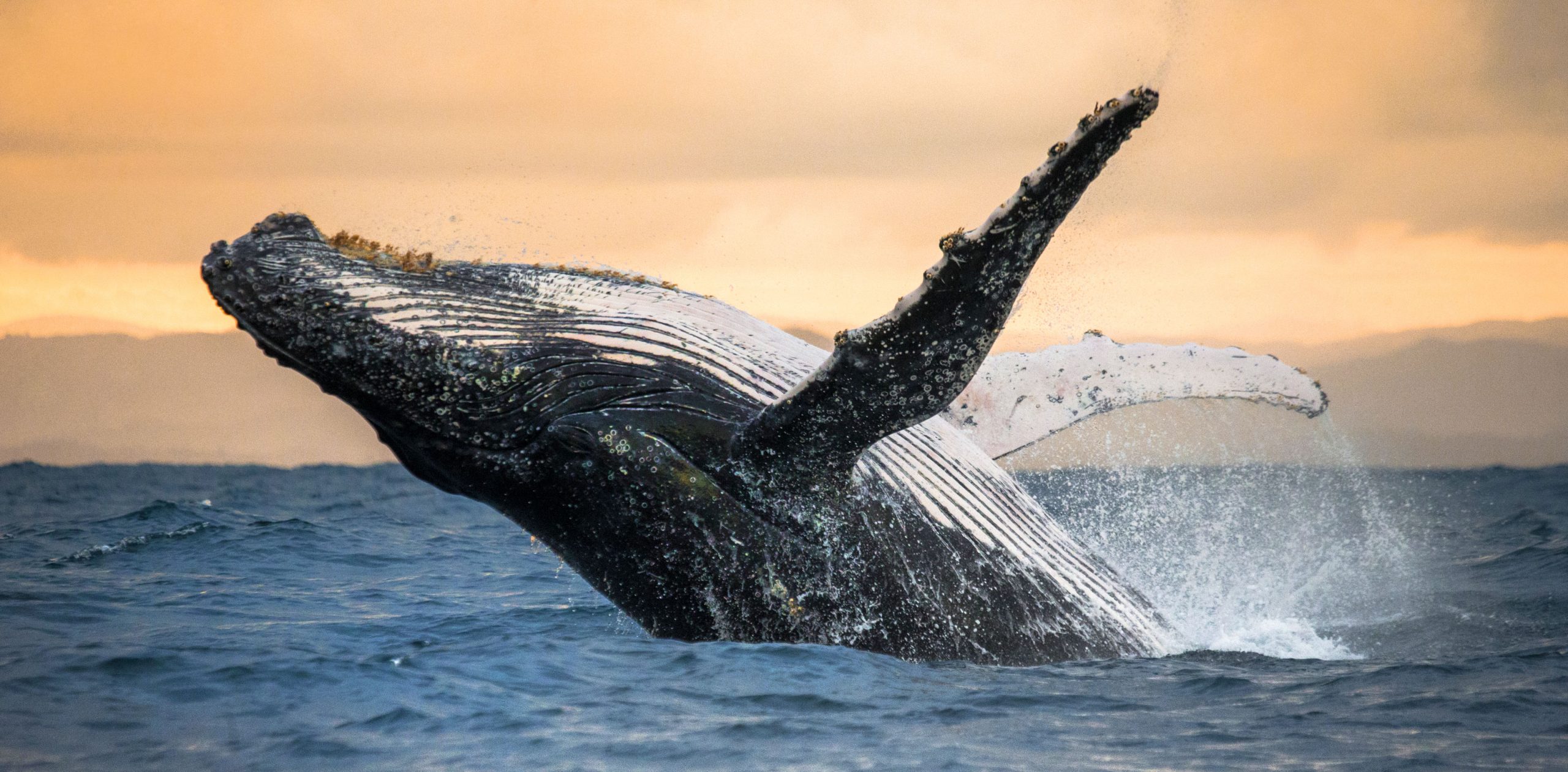 whale-totem-meaning-and-whale-symbolism-on-whats-your-sign