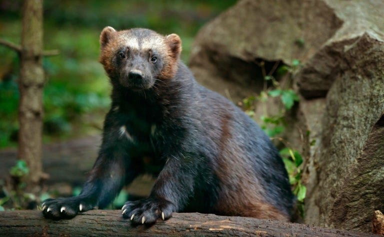 Symbolic Wolverine Meaning and Wolverine Totem on Whats-Your-Sign