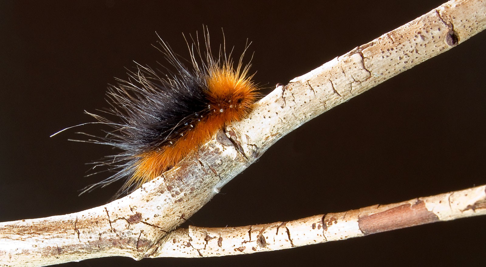 Symbolic Woolly Caterpillar Meaning On Whats Your Sign