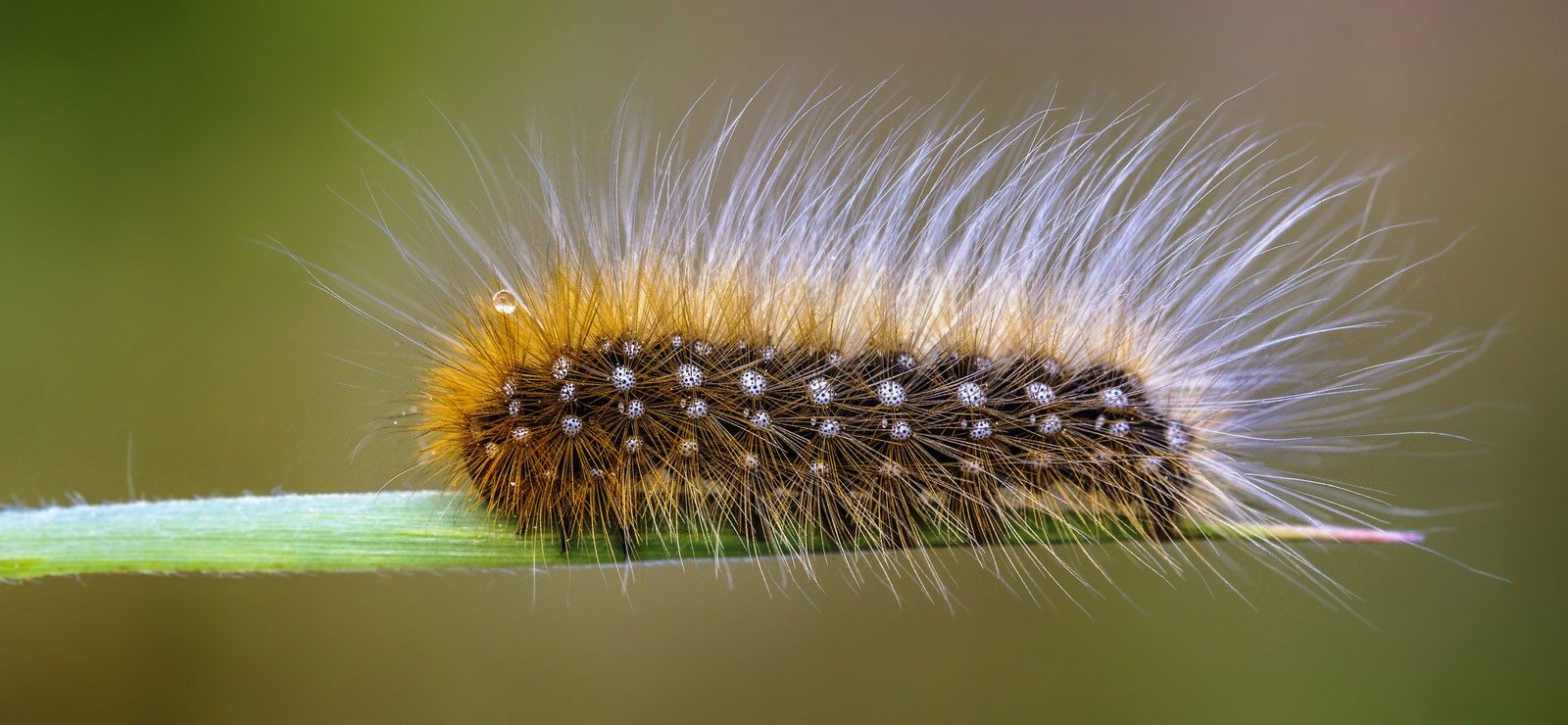 woolly-caterpillar-meaning-whats-your-sign