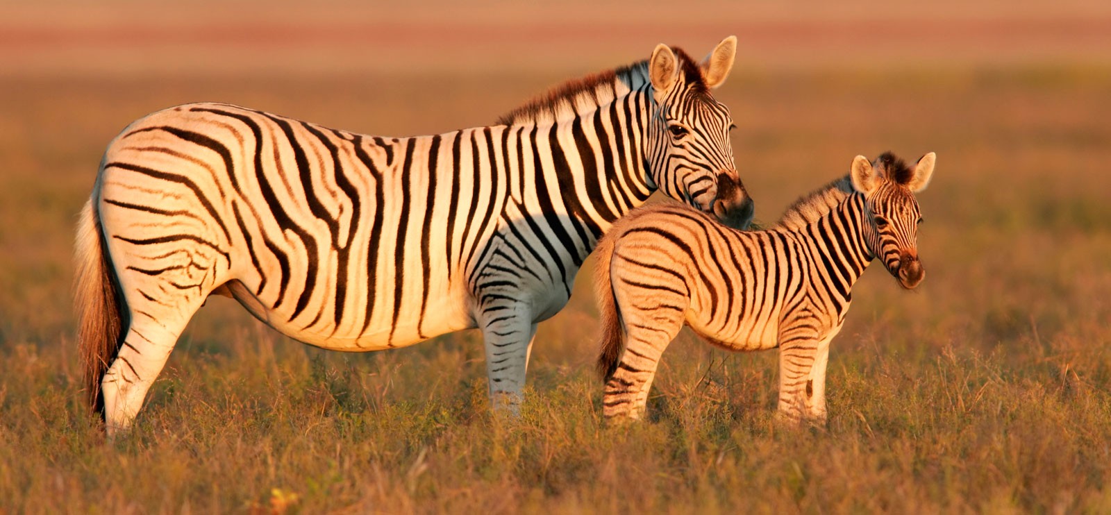 Zebra Facts And Symbolic Meaning On Whats Your Sign