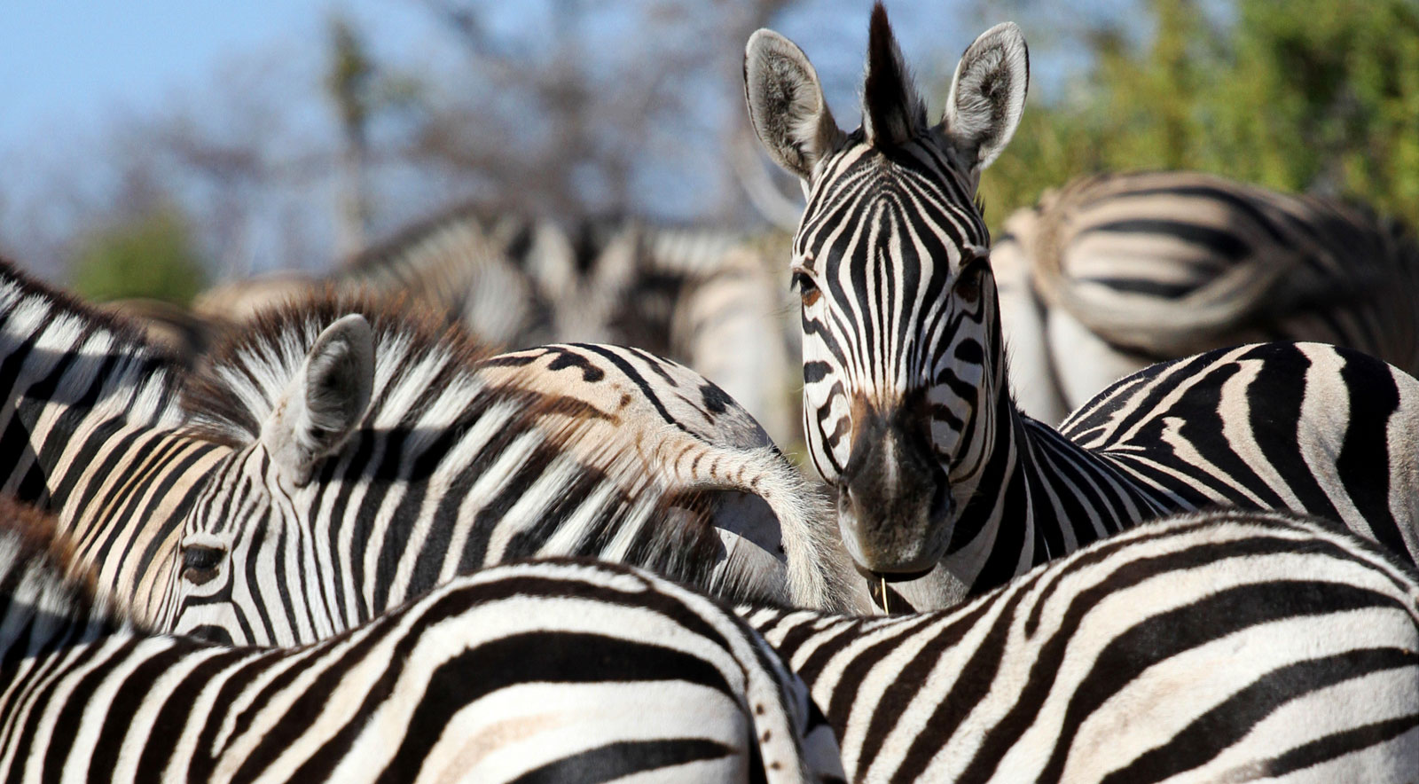 Zebra Facts And Symbolic Meaning On Whats Your Sign