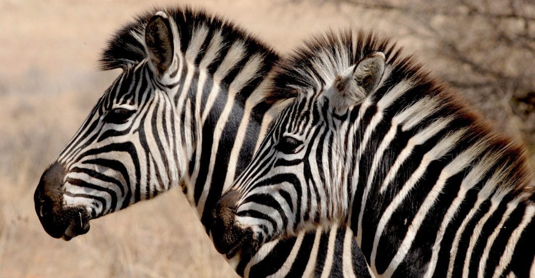 Zebra Symbolic Meaning Spiritual