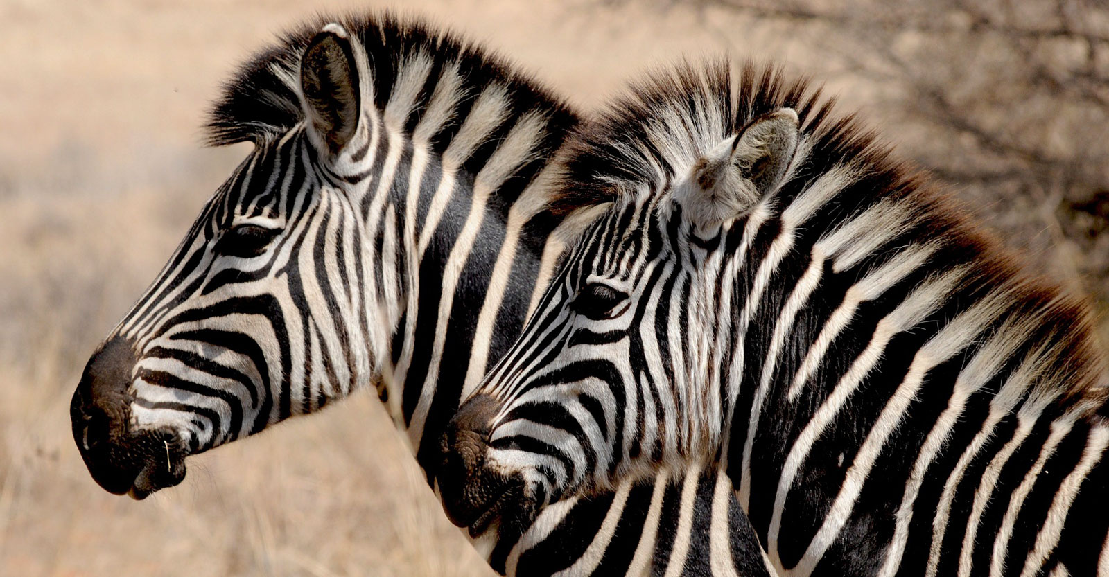 Zebra Facts and Symbolic Meaning on Whats-Your-Sign